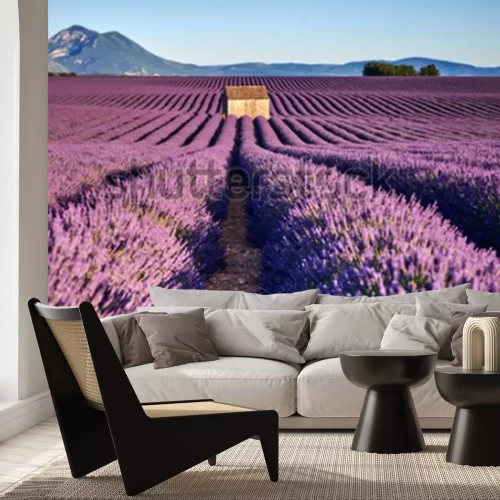 Fototapete Feld in der Provence