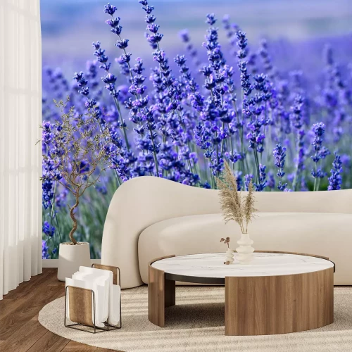 Fototapete Lila Lavendelfeld
