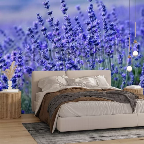 Fototapete Lila Lavendelfeld