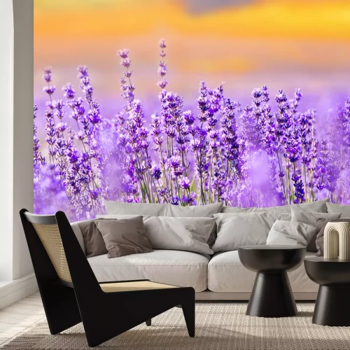 Fototapete Violettes Lavendelfeld