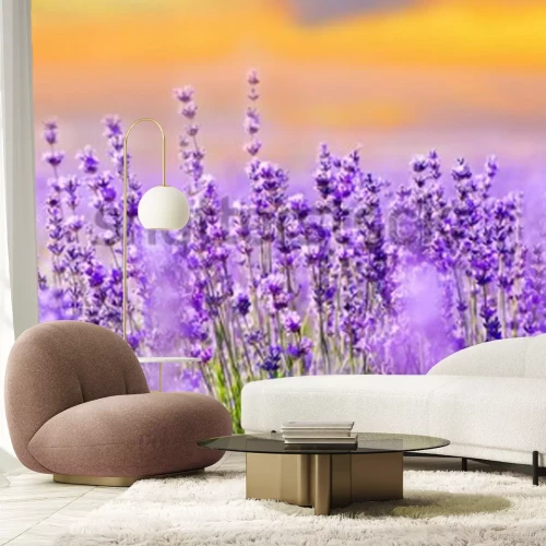 Fototapete Violettes Lavendelfeld