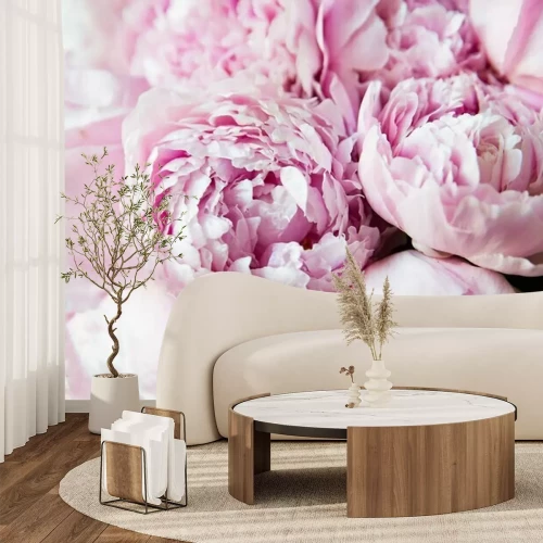 Fototapete White and pink peonies. Background, wallpaper..