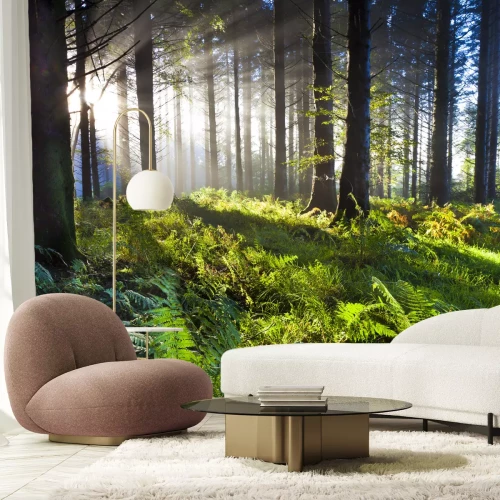 Fototapete Morgendämmerung im Wald, erleuchtet von den Sonnenstrahlen