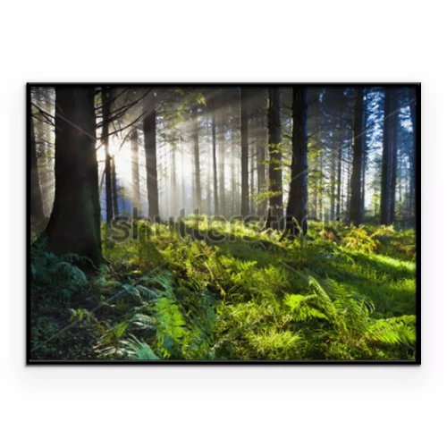 Poster Morgendämmerung im Wald, erleuchtet von den Sonnenstrahlen