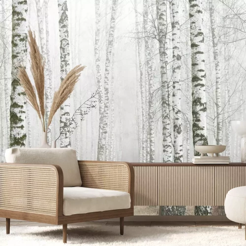 Fototapete Young birches with black and white birch bark in spring in birch grove against background of other birches in foggy weather 