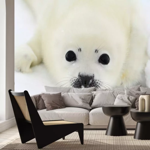 Fototapete Süße kleine Robbe