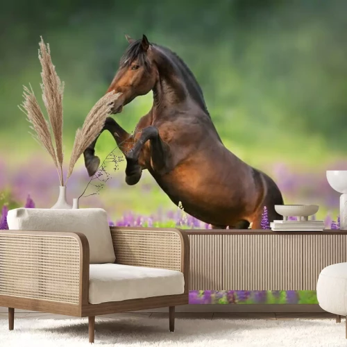 Fototapete Ein Pferd bäumt sich in einem Lavendelfeld auf
