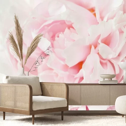 Fototapete Rosa Pfingstrose Makro