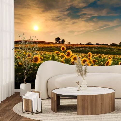 Fototapete Feld mit Sonnenblumen