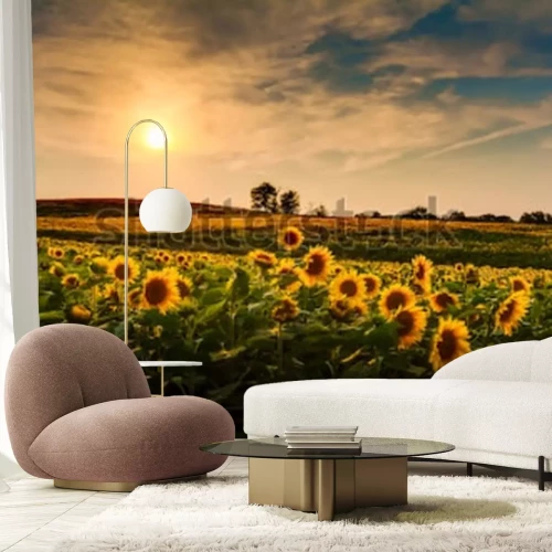 Fototapete Feld mit Sonnenblumen