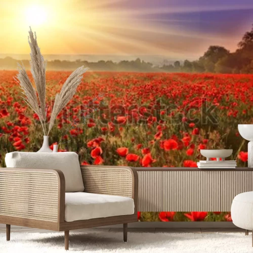 Fototapete Rote Mohnblumen im Feld