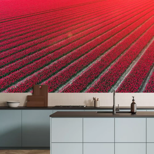 Fototapete Feld roter Tulpen in den Niederlanden