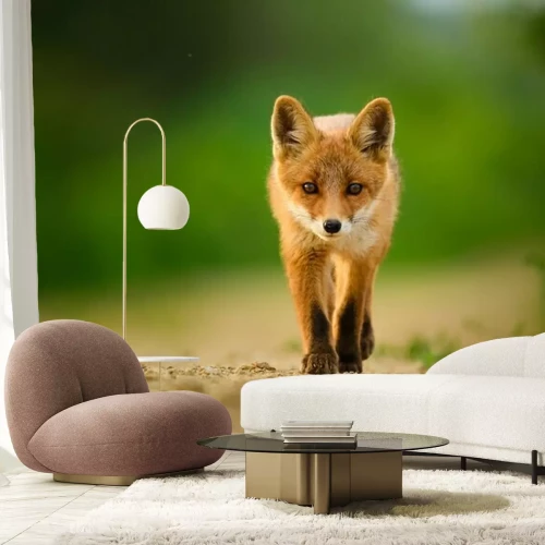 Fototapete Kleiner Fuchs auf der Straße