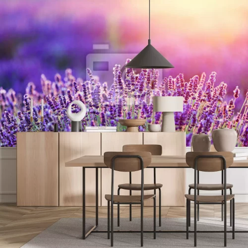 Fototapete Lavendelfeld bei Sonnenaufgang