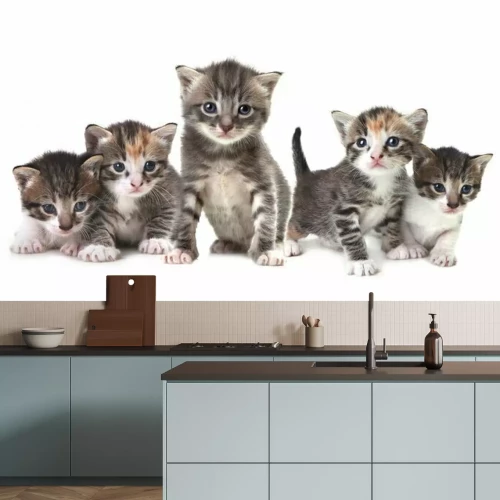 Fototapete Kätzchen auf weißem Hintergrund