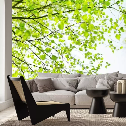 Fototapete Blühende Blätter am Frühlingsbaum