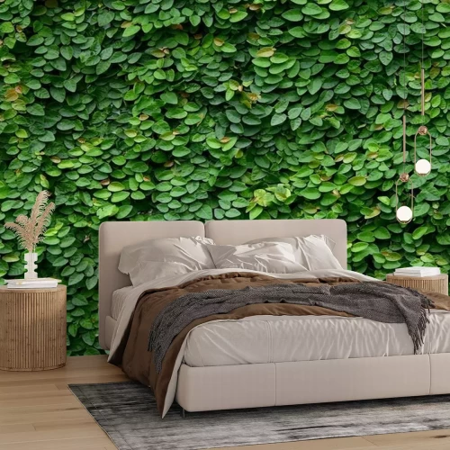 Fototapete Windende Kletterpflanzen an der Wand