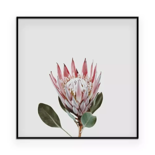 Poster Königsprotea auf weißem Hintergrund