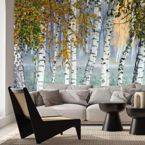 Fototapete Row of birch trees with yellow leaves in the fog. Selective focus.