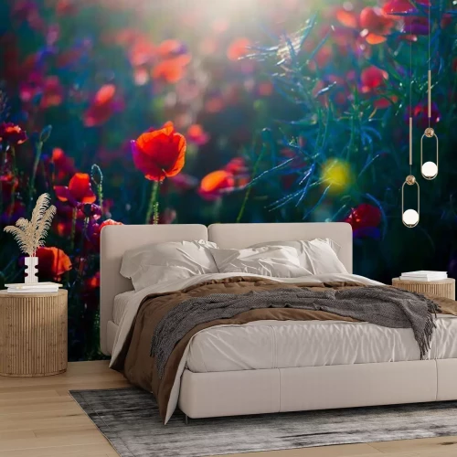 Fototapete Summer landscape. Blooming poppy field at sunset. Flowers close-up. Latvia