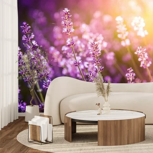 Fototapete Lavendelhain