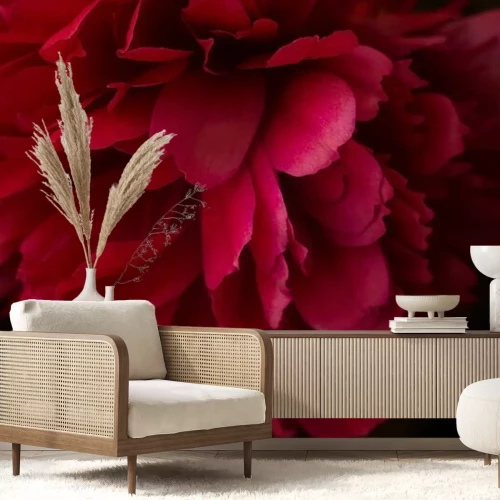 Fototapete Rosa Pfingstrose aus nächster Nähe