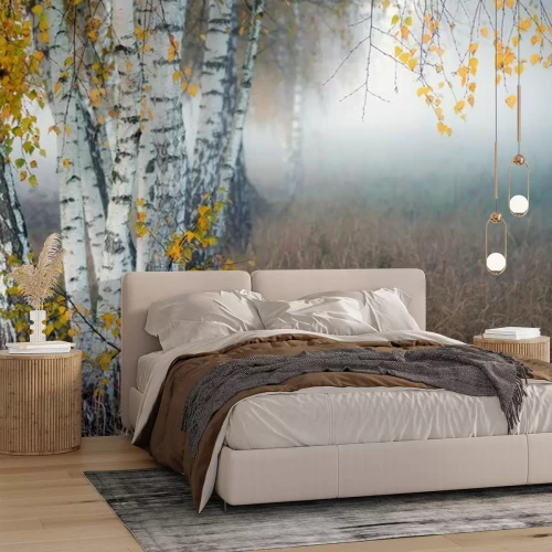 Fototapete Row of birch trees with yellow leaves in the fog. Selective focus..