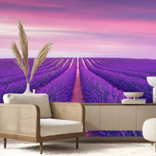 Fototapete Violettes Lavendelfeld