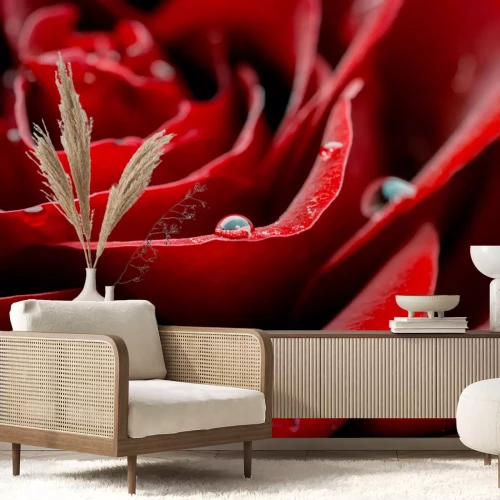 Fototapete Rote Rosenblütenblätter und Tropfen