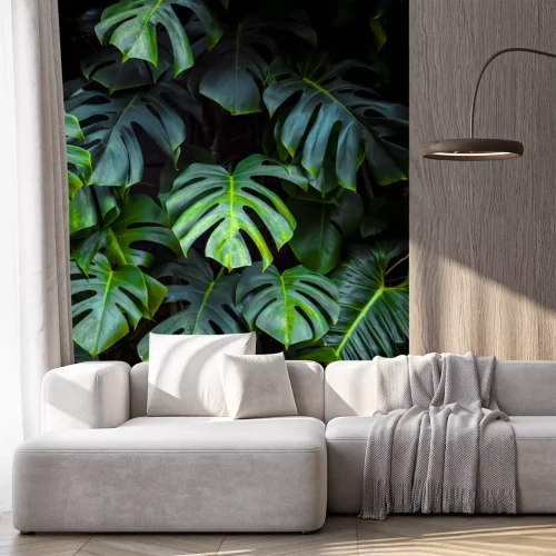 Sticker Green leaves of Monstera philodendron, plant growing in botanical garden, tropical forest plants, evergreen vines abstract background.