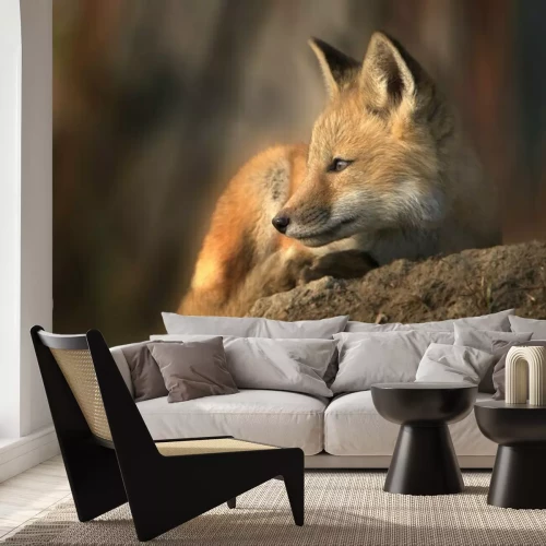 Fototapete Fuchs auf einem Stein in der Sonne