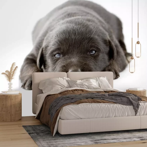 Sticker Tiere schwarzer Hund mit blauen Augen