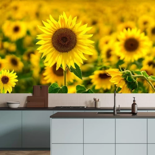 Fototapete Sonnenblume auf dem Feld