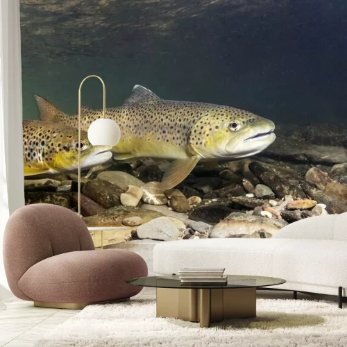 Fototapete Forelle im Bach