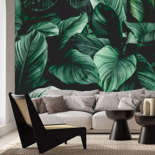 Fototapete Leaves of Spathiphyllum cannifolium, abstract green texture, nature background, tropical leaf