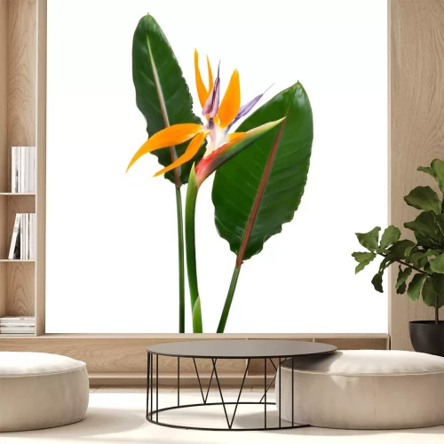Sticker Strelitzia reginae flower with leaves, Bird of paradise flower, Tropical flower isolated on white background, with clipping path