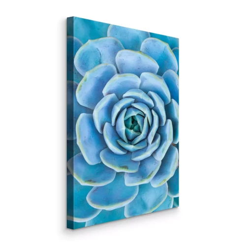 Bild Blaue Sukkulente Nahaufnahme