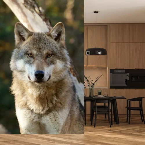 Sticker Grauer Wolf - Canis Lupus