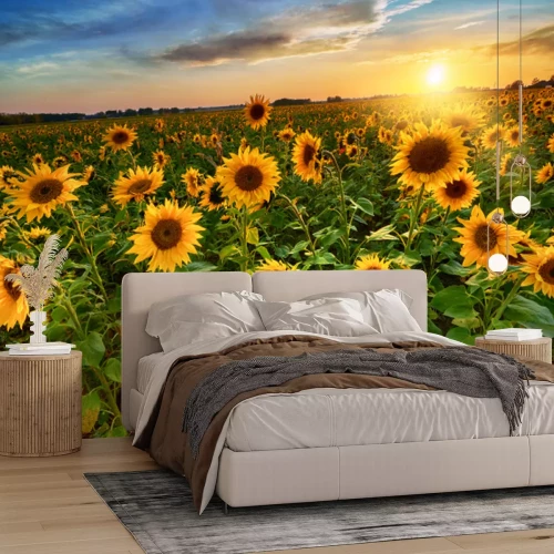 Fototapete Sonnenblumenfeld vor dem Hintergrund der untergehenden Sonne