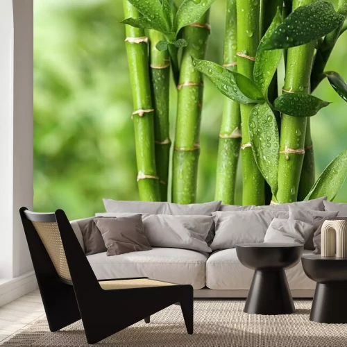 Fototapete Beautiful green bamboo stems on blurred background