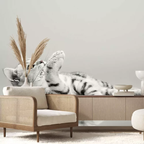 Fototapete One grey stripy beautiful little kitten