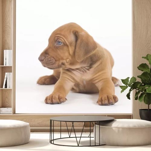 Sticker Liegender Karamell-Hund