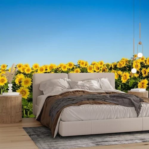 Sticker Sonnenblumenfeld