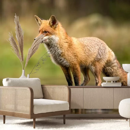 Fototapete Fuchs auf den Felsen im Wasser