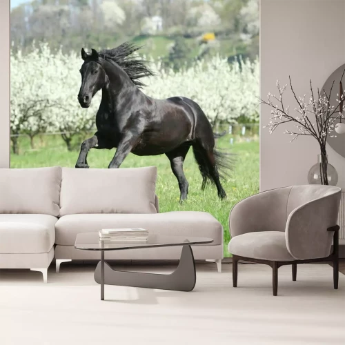 Fototapete Ein schwarzes Pferd galoppiert über das Gras