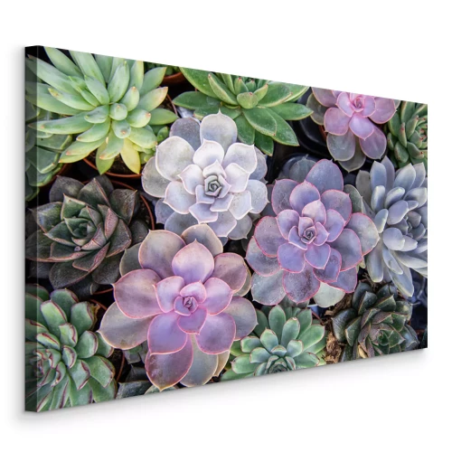 Bild Bunte Sukkulenten