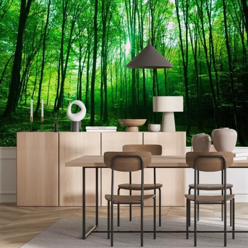 Fototapete Sunlight in green forest