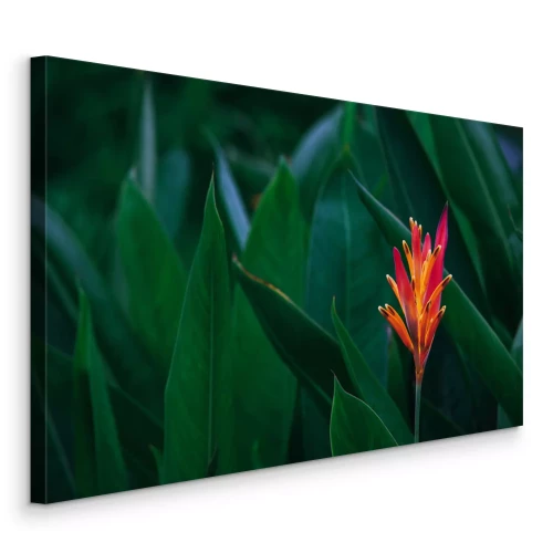 Bild Dunkelgrüne Blätter und exotische orange Blüten