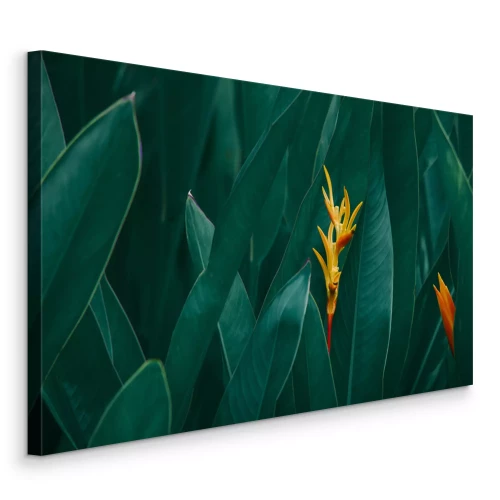 Bild Orangefarbene exotische Blumen vor einem Hintergrund aus dunkelgrünen Blättern