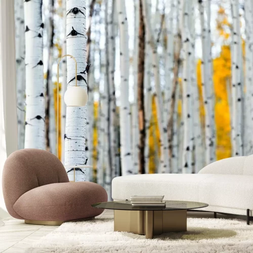 Fototapete Colorado mountains foliage in autumn fall on Castle Creek scenic road with colorful yellow leaves on american aspen trees trunks forest in foreground